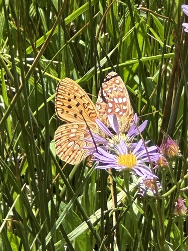 iNaturalist observation photo of Greater Fritillaries