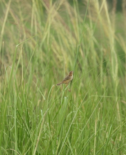 Zitting Cisticola