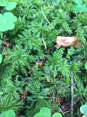 Plagiomnium undulatum