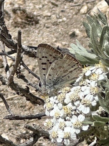 iNaturalist observation photo of Edith's Copper