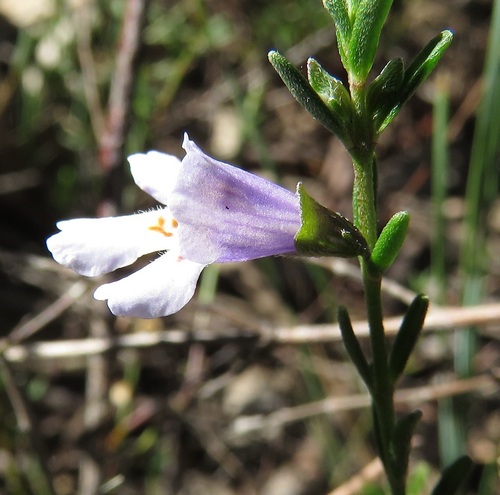 Prostanthera saxicola, 2026-07-24