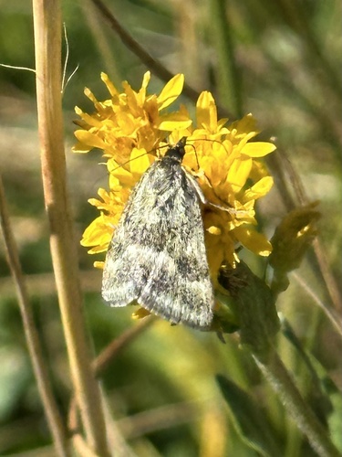 iNaturalist observation photo of One-banded Pyrausta