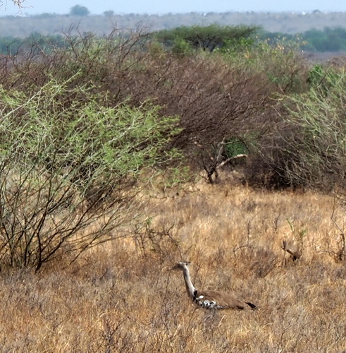 Kori Bustard
