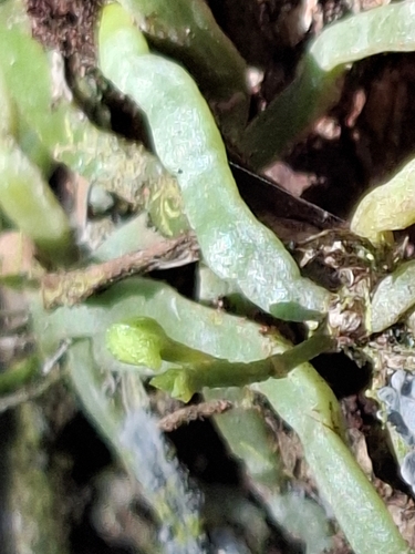 Taeniophyllum fasciola observed 2026-08-04