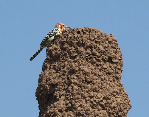 Red-and-yellow Barbet