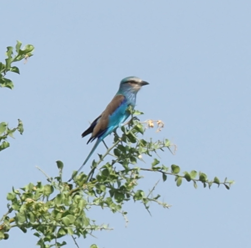 Abyssinian Roller