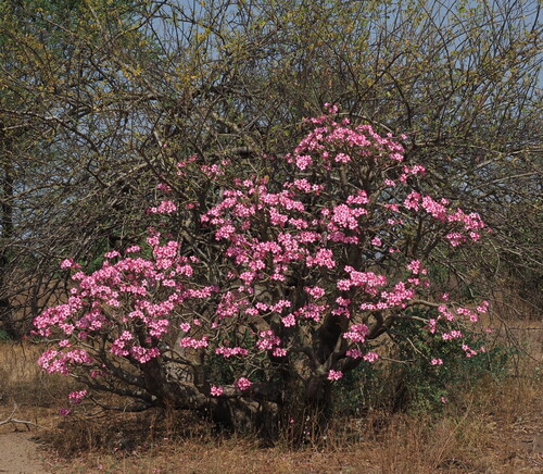 desert rose