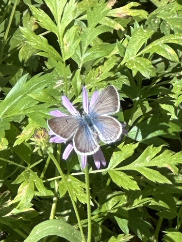 iNaturalist observation photo of Polyommatina