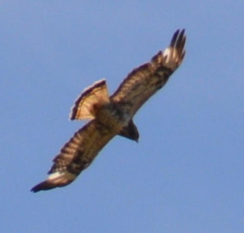 Rough-legged Hawk