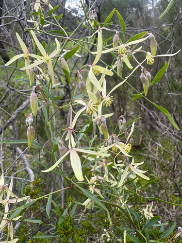Small-leaved Clematis