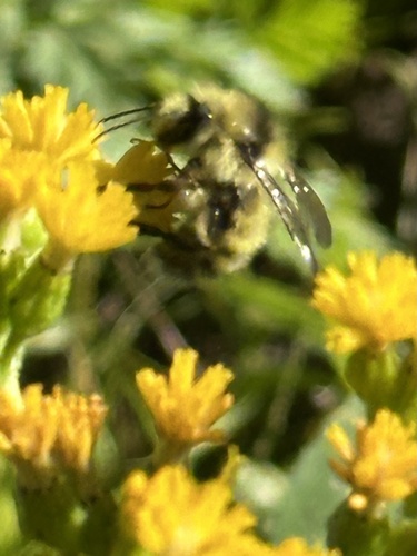 iNaturalist observation photo of Bumble Bees
