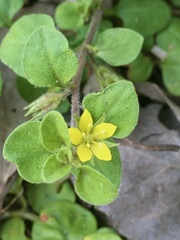 Lysimachia japonica
