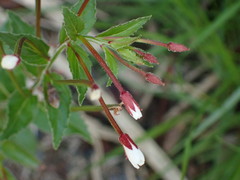 Epilobium amurense