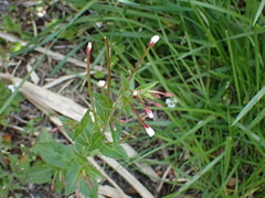 Epilobium amurense