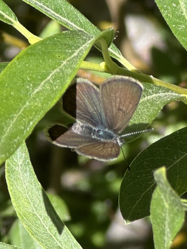 iNaturalist observation photo of Icaricia