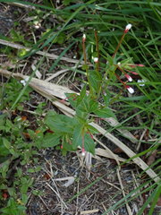 Epilobium amurense