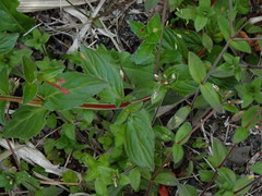 Epilobium amurense