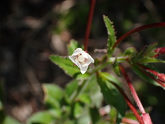 Epilobium amurense