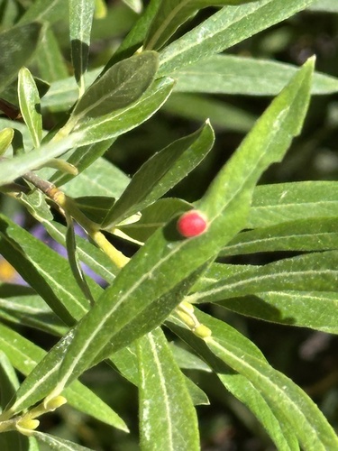 iNaturalist observation photo of Willow Apple Gall Sawfly