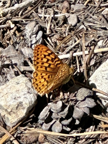 iNaturalist observation photo of Greater Fritillaries