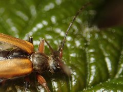 Cortodera humeralis
