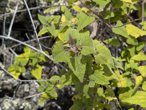 Lipochaeta subcordata observed 2026-08-04
