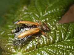 Cortodera humeralis
