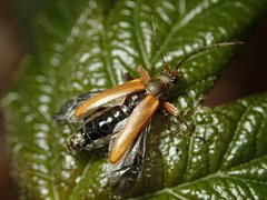 Cortodera humeralis