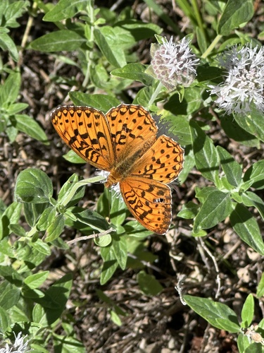 iNaturalist observation photo of Greater Fritillaries