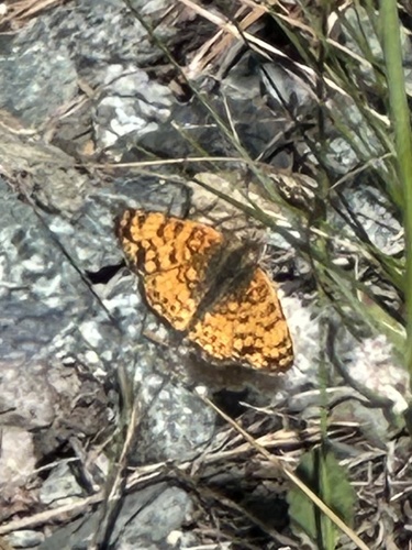iNaturalist observation photo of Mylitta Crescent