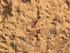 Pogonomyrmex comanche