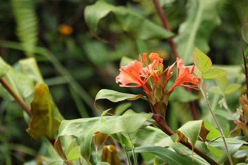 Hedychium greenii