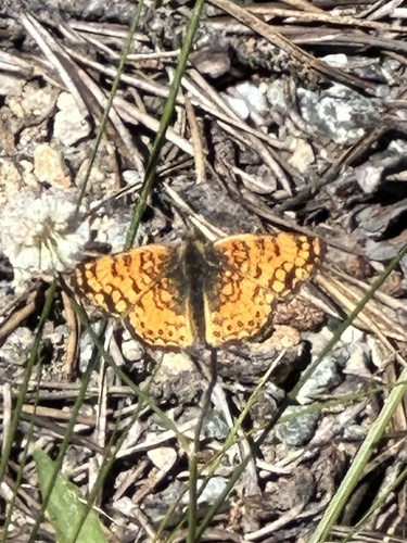 iNaturalist observation photo of Mylitta Crescent