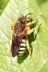 Rhodanthidium septemdentatum