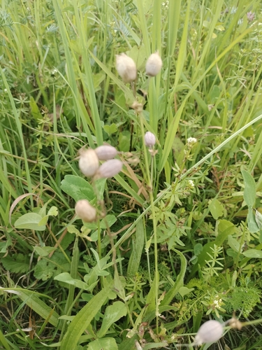 bladder campion