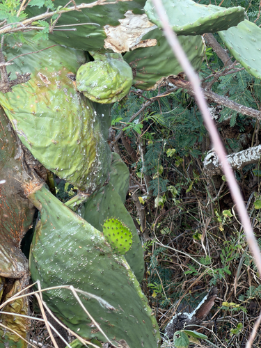 Opuntia ficus-indica observed 2026-08-04