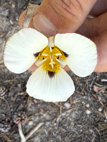 Calochortus leichtlinii, photograph 5