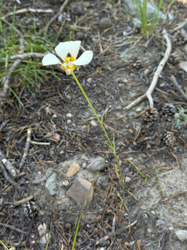 Calochortus leichtlinii, photograph 6