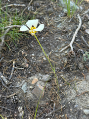 Calochortus leichtlinii, photograph (c) Mike Butler, some rights reserved (CC BY)