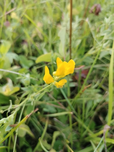 meadow pea