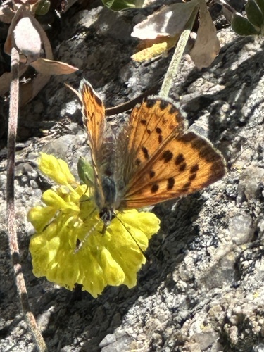 iNaturalist observation photo of Coppers