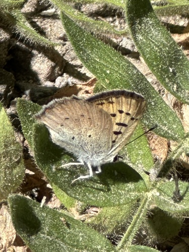 iNaturalist observation photo of Lilac-bordered Copper