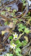 Ranunculus omiophyllus