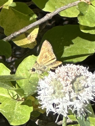 iNaturalist observation photo of branded grass skippers