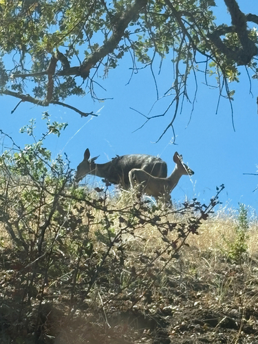Columbian Black-tailed Deer