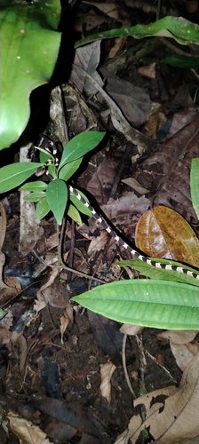 Common Blunt-headed Tree Snake