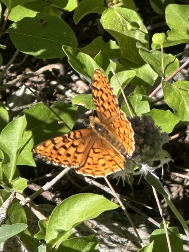iNaturalist observation photo of Greater Fritillaries