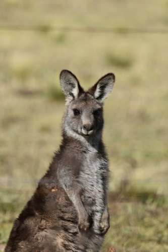 Eastern Grey Kangaroo