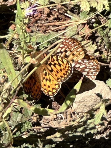 iNaturalist observation photo of Greater Fritillaries