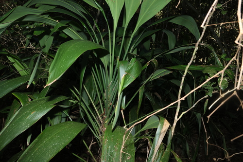 Cordyline petiolaris, photograph 5